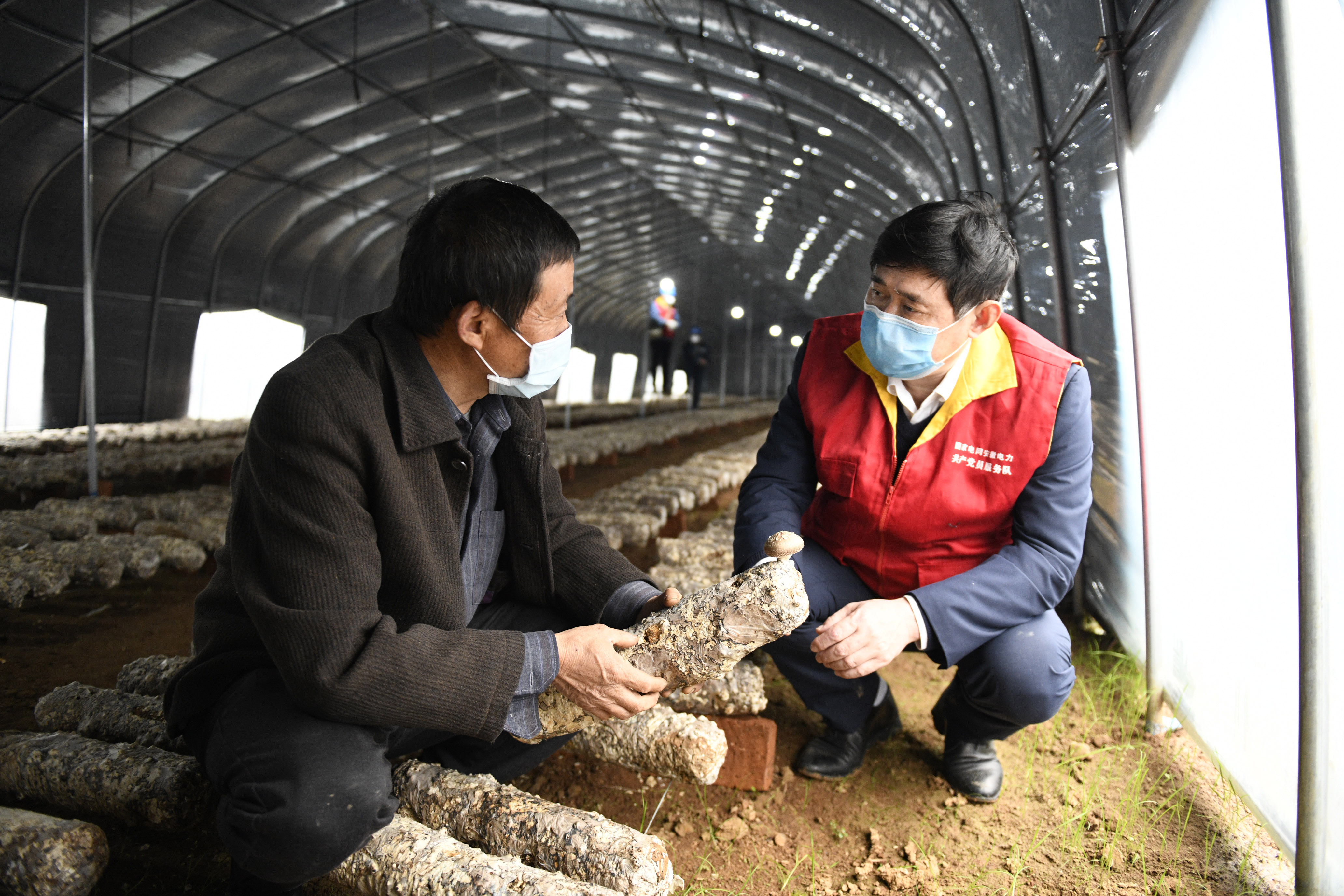 3月12日，在安徽省銅陵市郊區陳瑤湖鎮蝦溪村蘑菇種植扶貧大棚，駐村扶貧工作隊隊長楊曙光正在了解蘑菇長勢。 (4).JPG